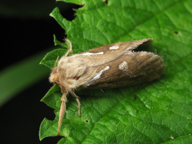 Korscheltellus lupulina (Linnaeus, 1758)